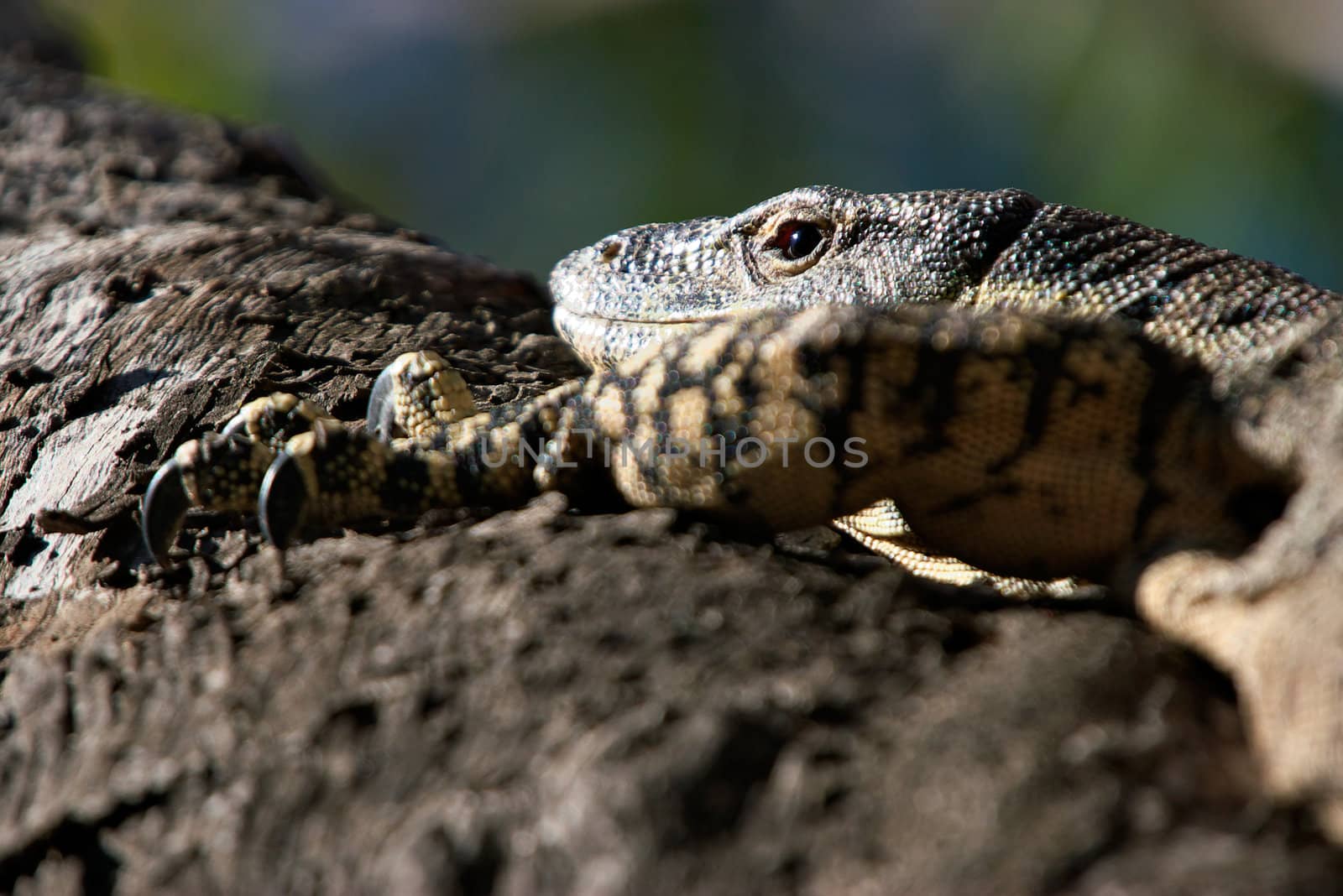 a big lace monitor looks back as it climbs up a tree 