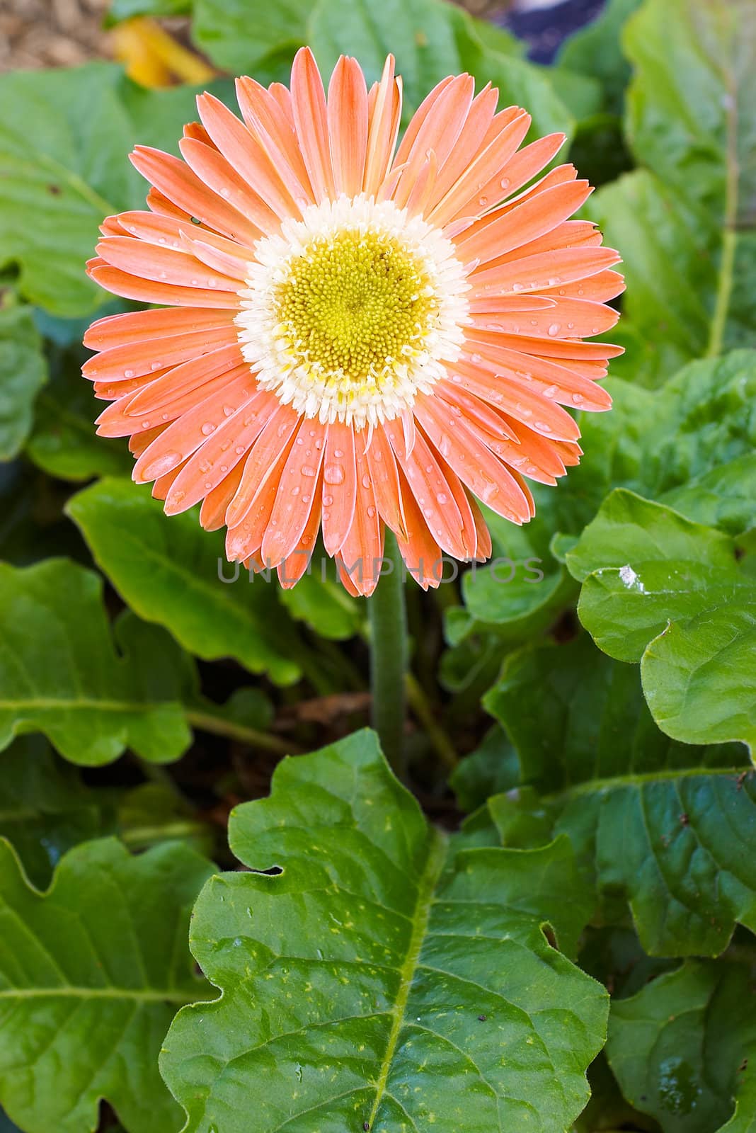 a nice big and bright orange gerbera