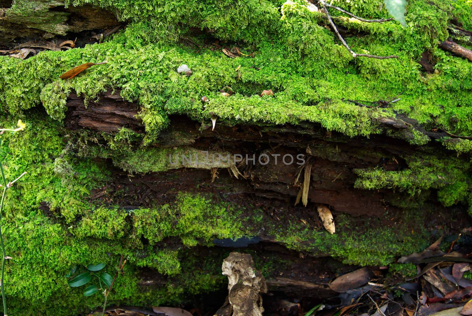 a log covered in moss on the oxley world heritage rainforest floor