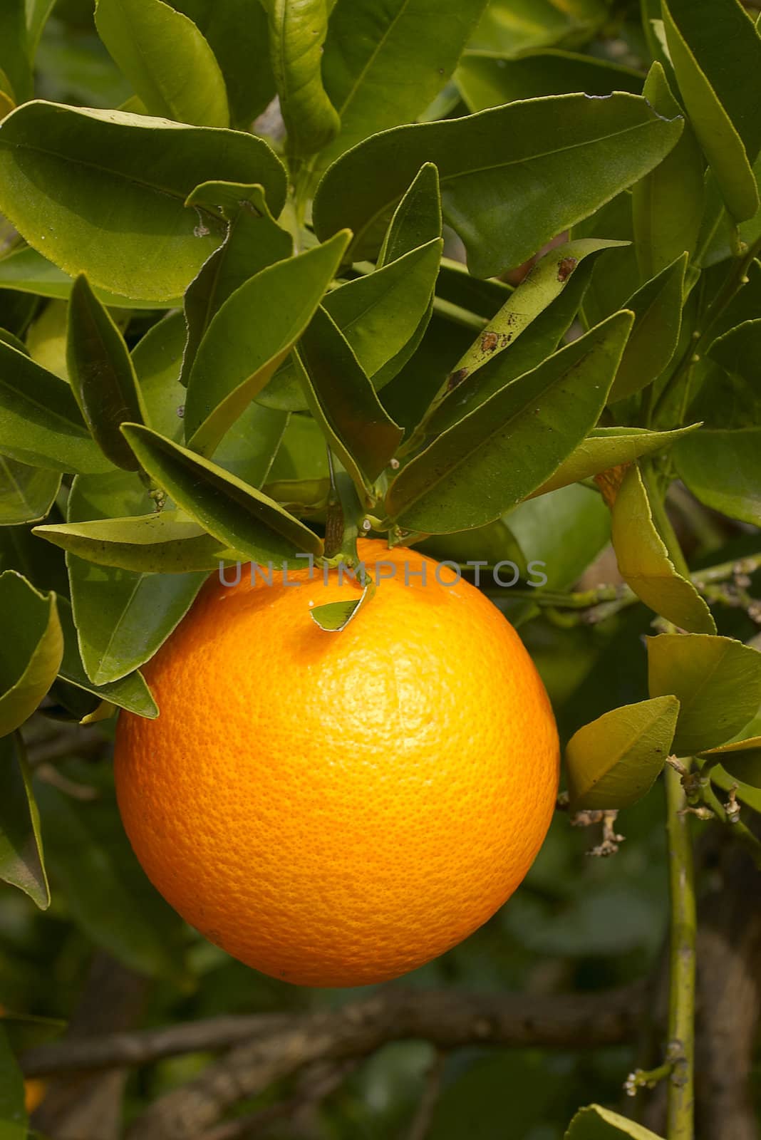 orange on bush