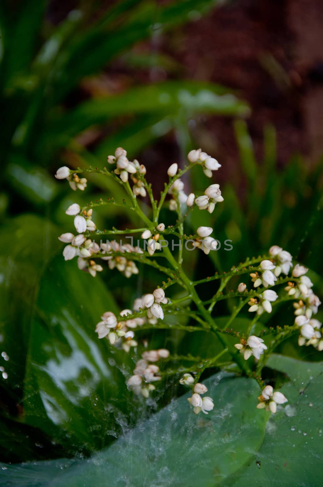 white flower by ngarare