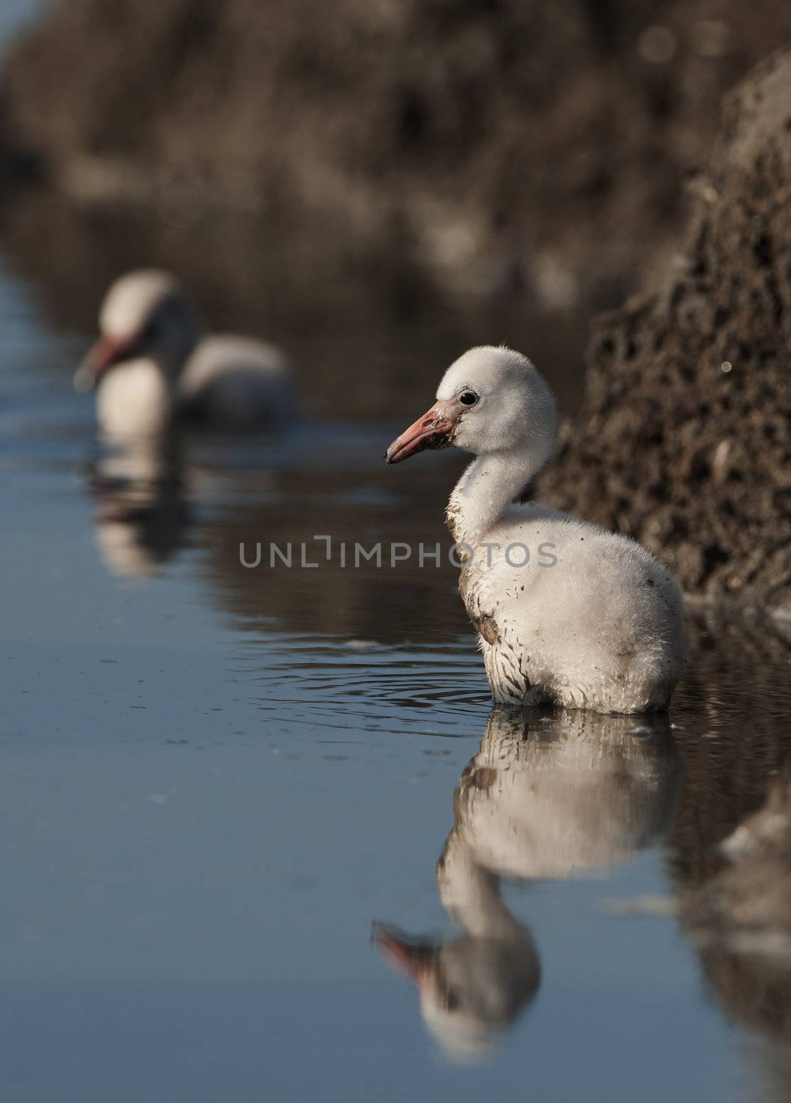 Baby bird of the Caribbean flamingo. by SURZ