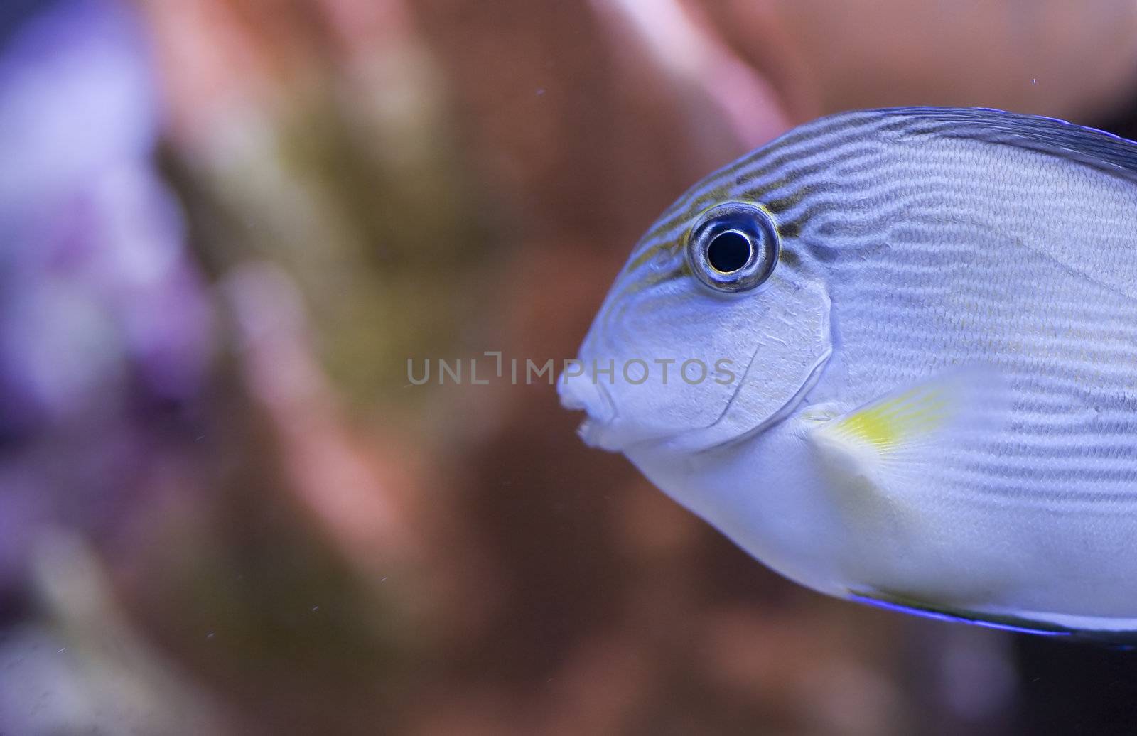 tropical animal in a salt water fish tank aquarium under water. Flash light can kill the animals so the photo was taken with available lights and reflectors 