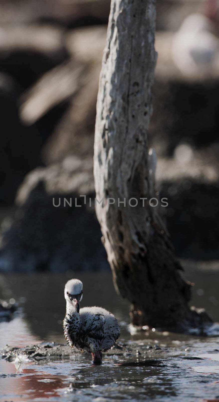 Baby bird of the Caribbean flamingo. by SURZ