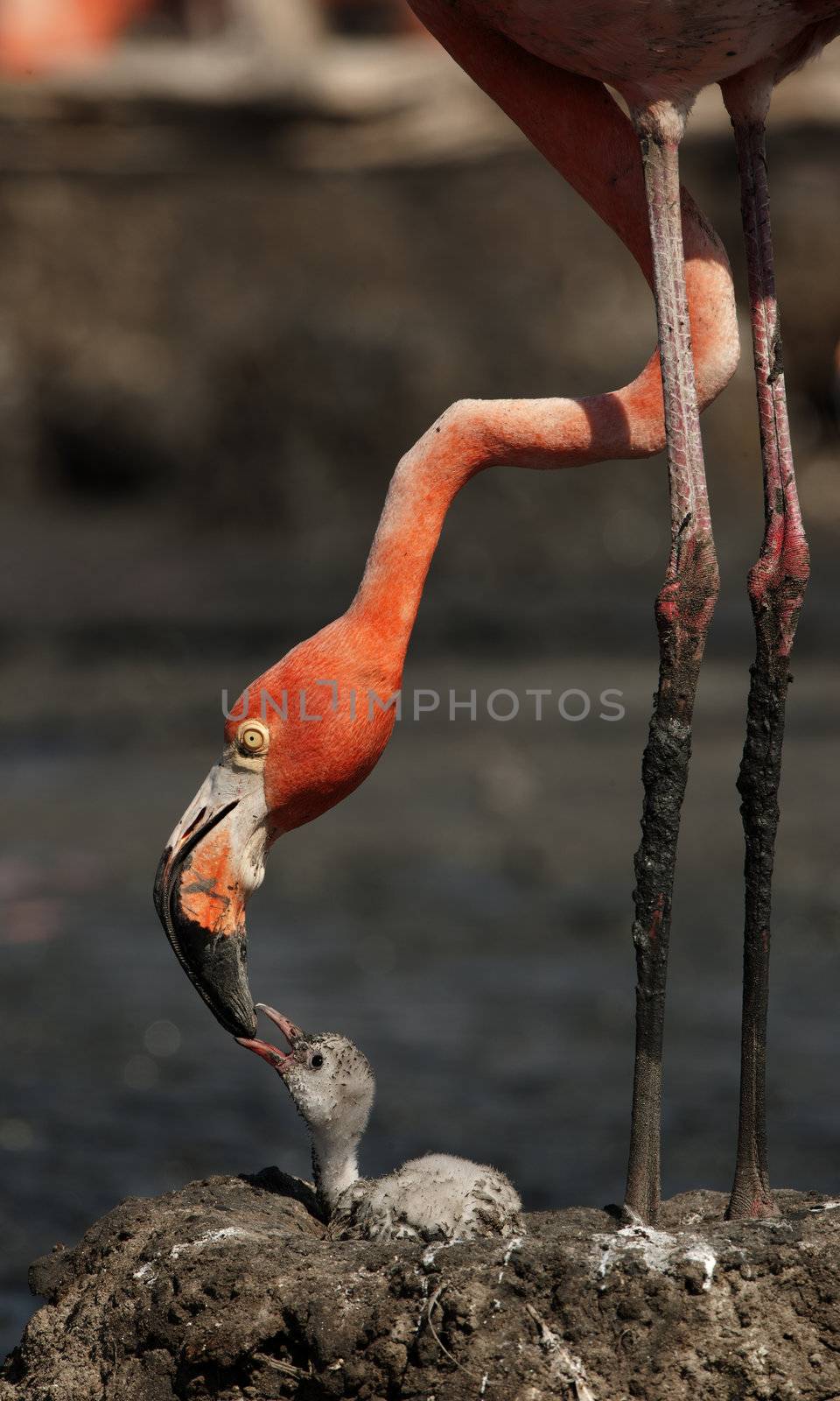 Baby bird of the Caribbean flamingo. A warm and fuzzy baby bird of the Caribbean flamingo near to the parent.