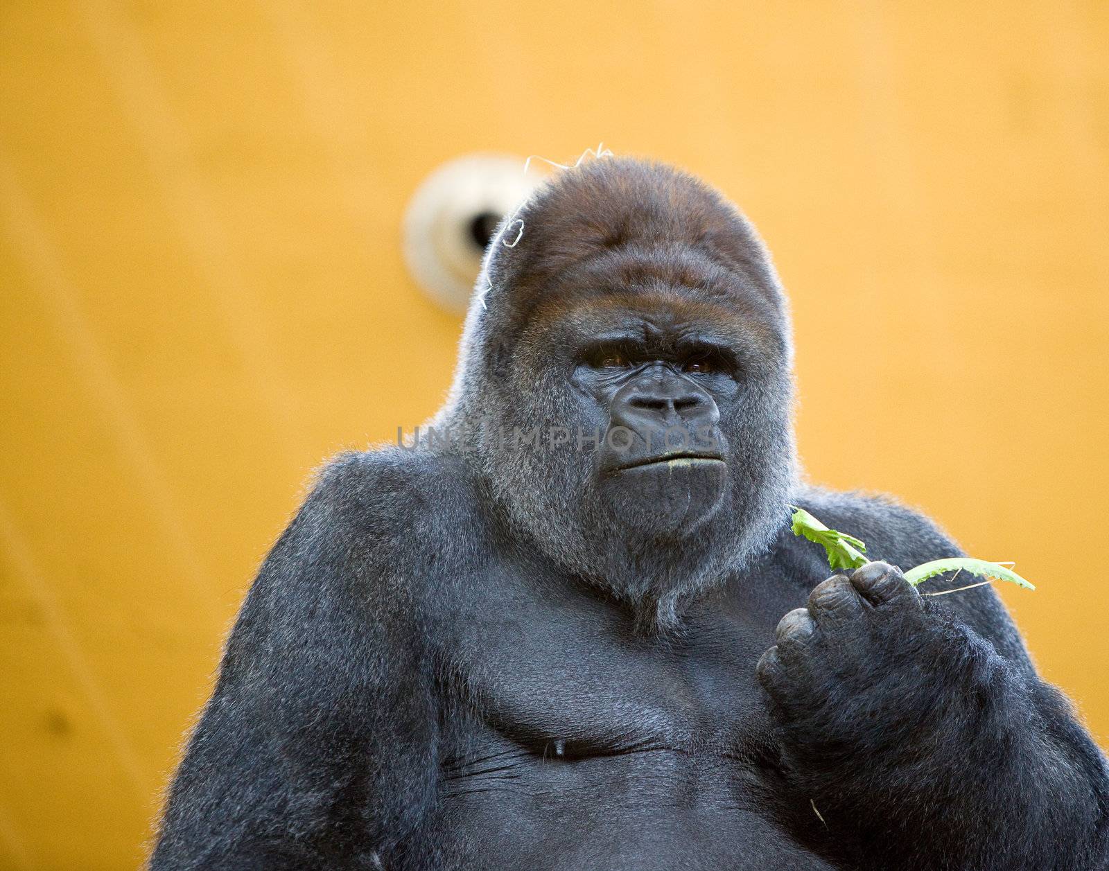 adult gorilla by Trebuchet