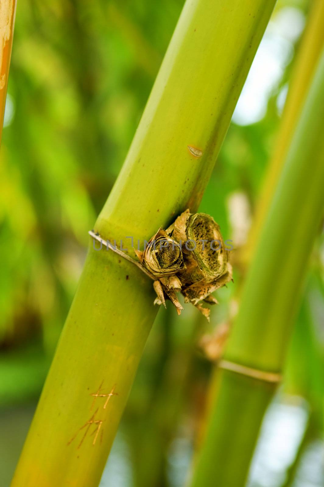 The close up of bamboo tree in forest