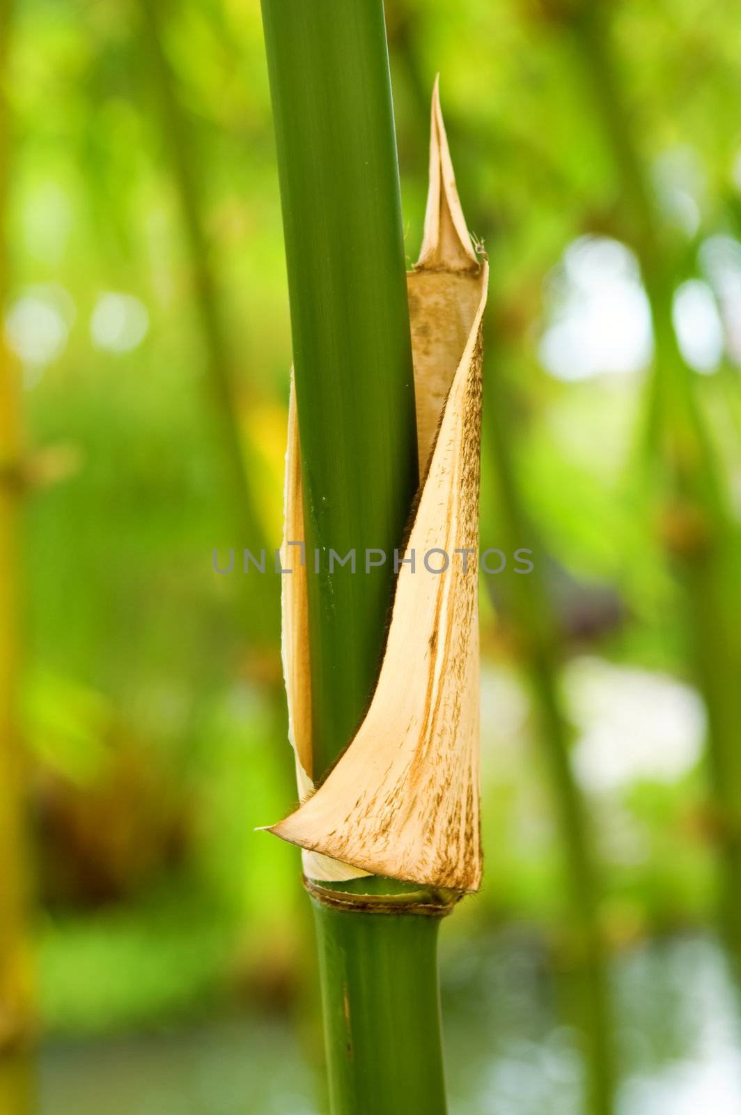 The close up of bamboo tree in forest