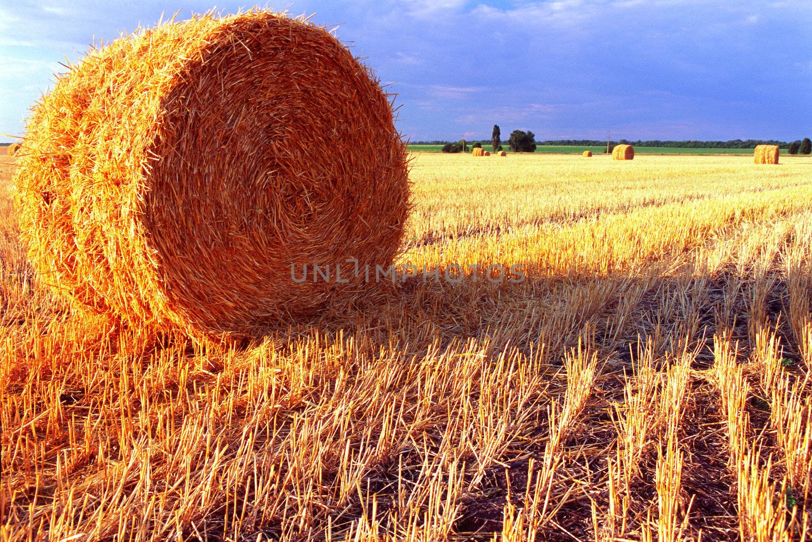 wheat feald after harvesting. Straw in rolling sheaf