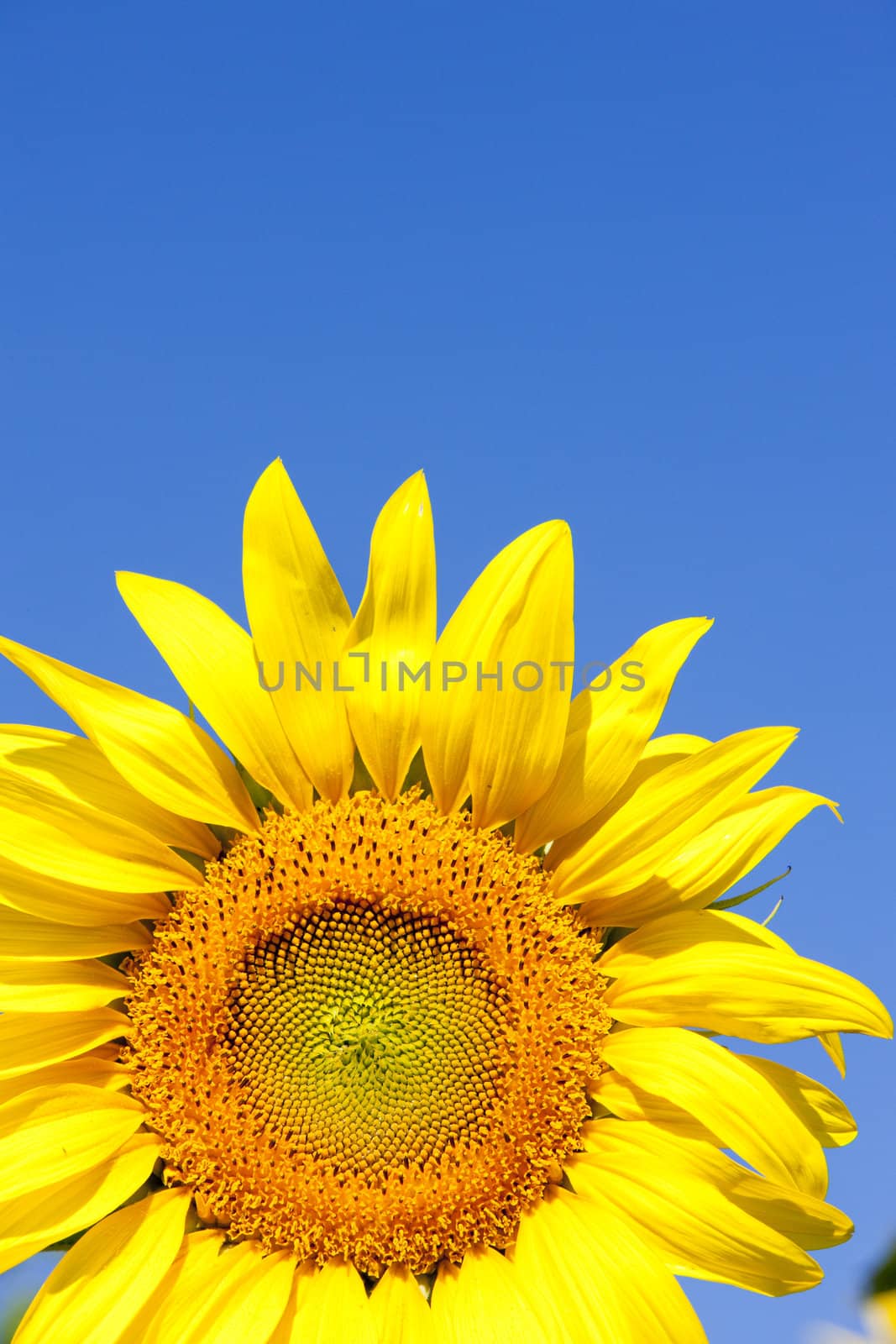 sunflower, Rhone-Alpes, France