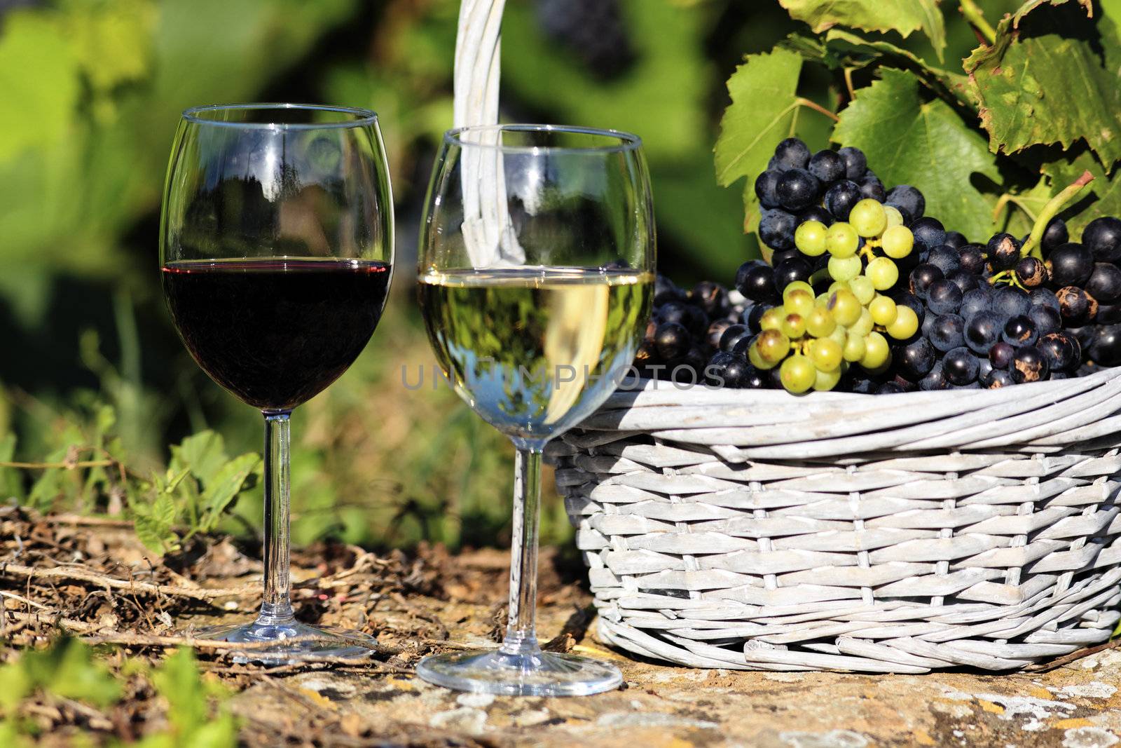 two glasses of wine and grappes in basket