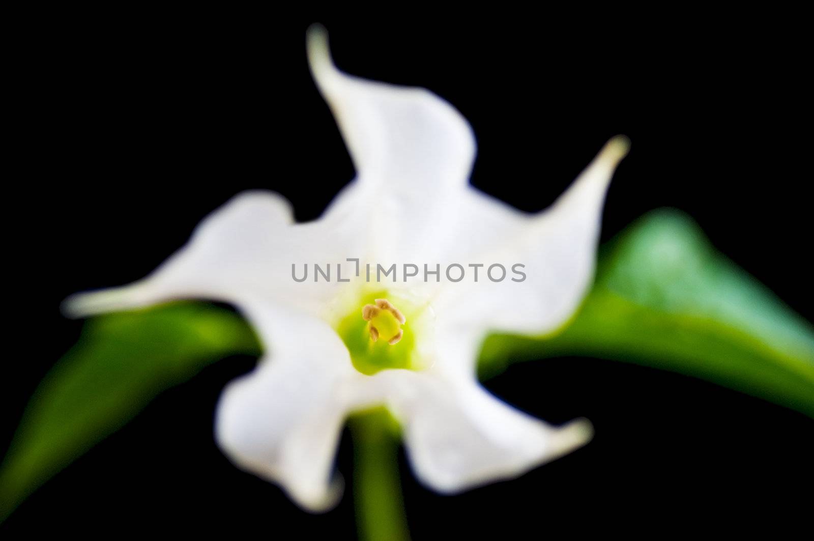 jimsonweed by Jochen