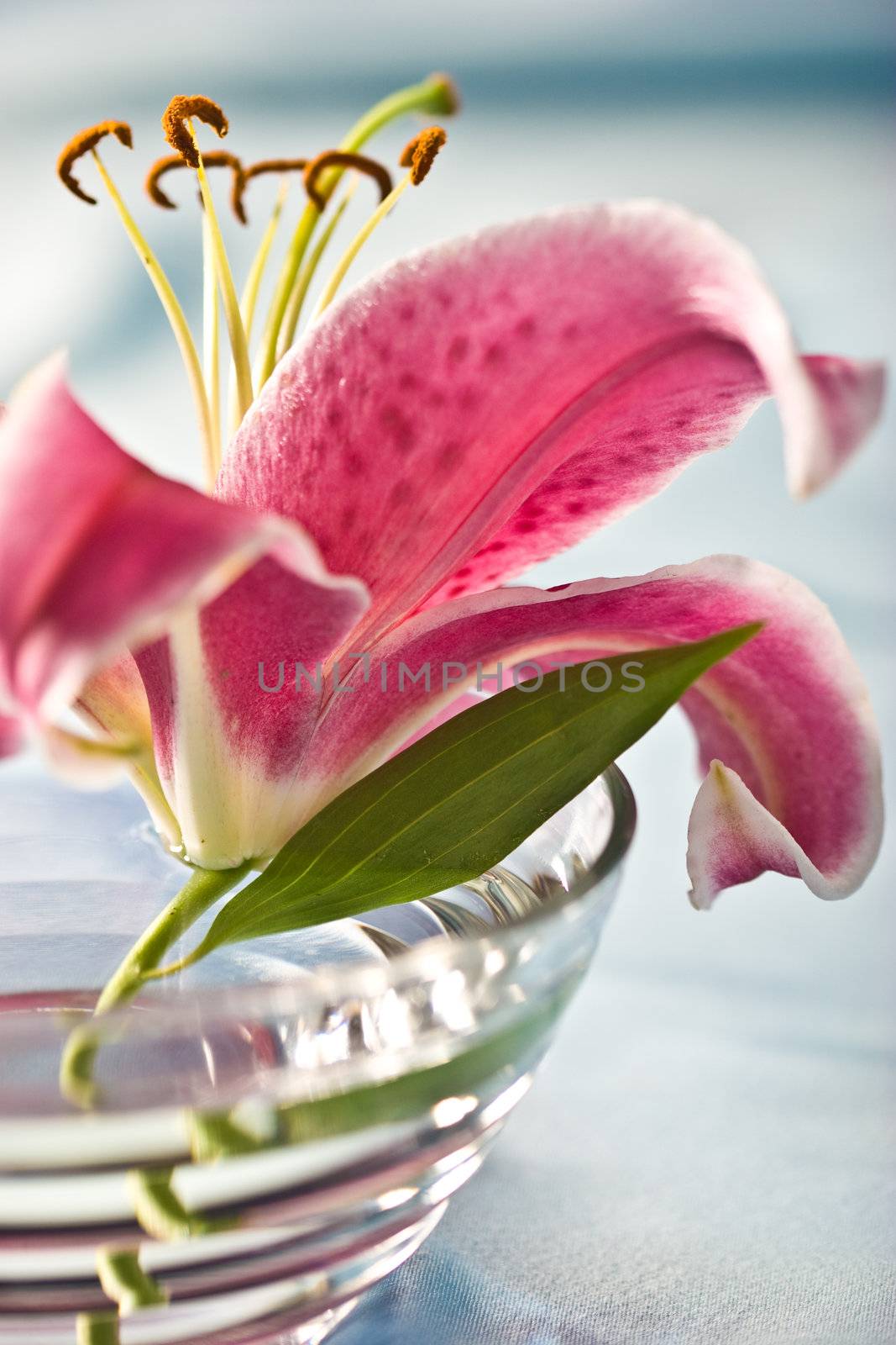 macro picture of pink lily, romantic mood