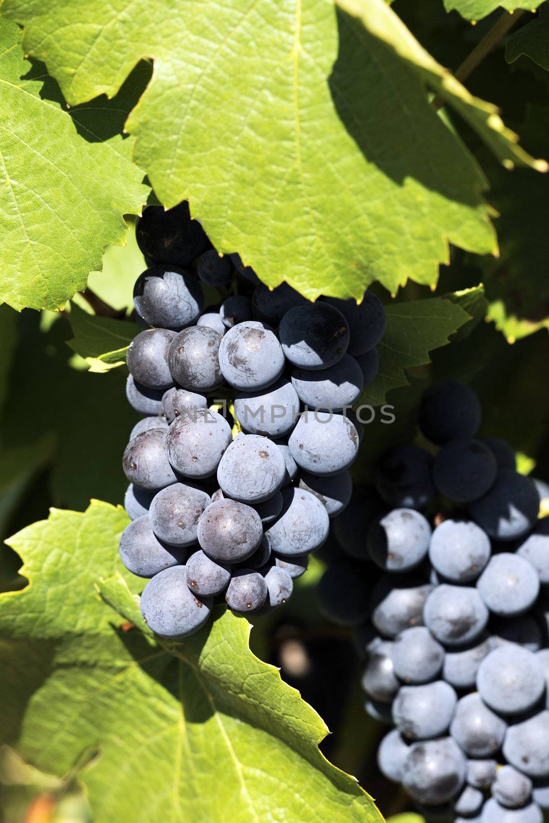 a mature grape-vine wait the harvesting in France