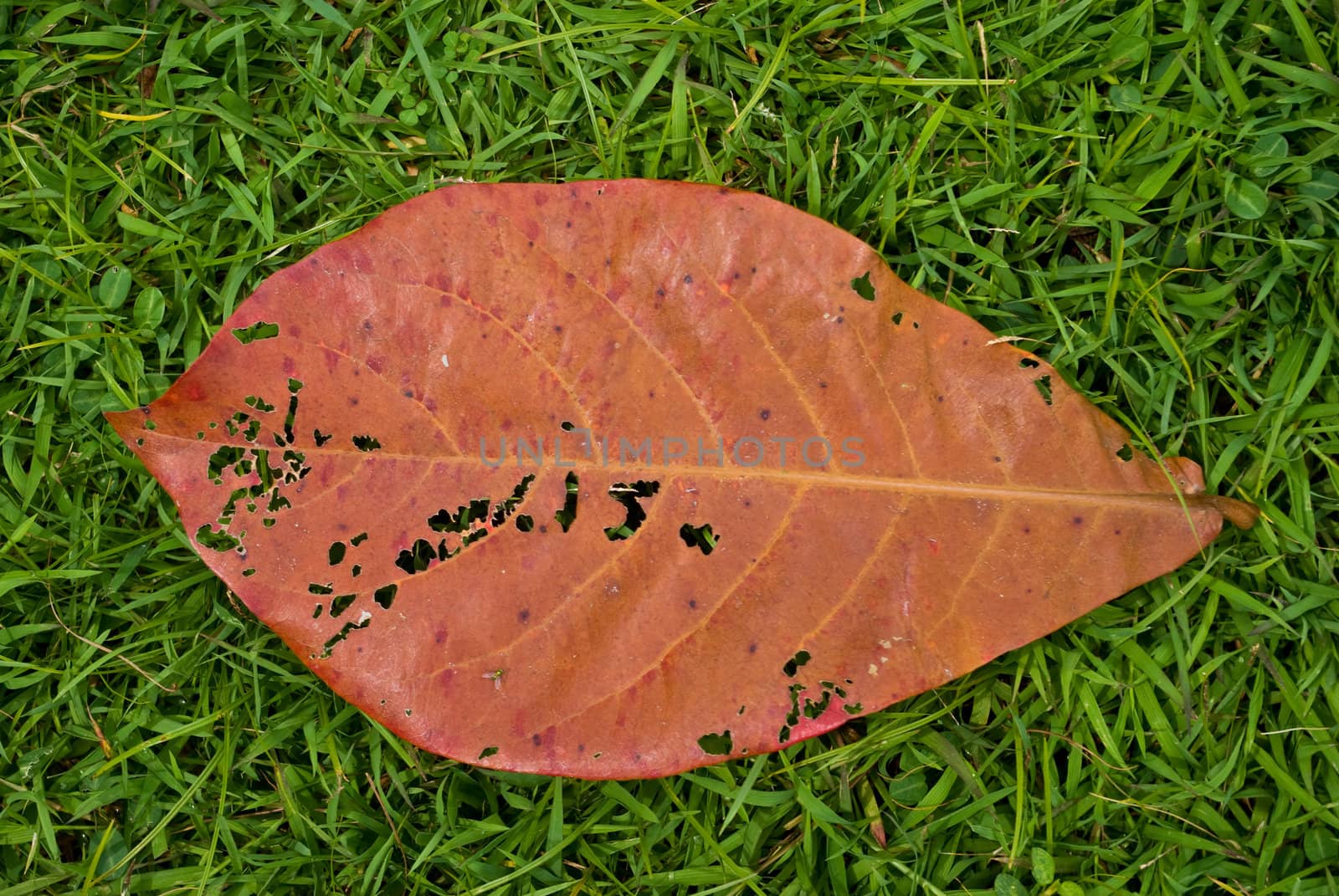 Dry leaf on green grass by pixbox77