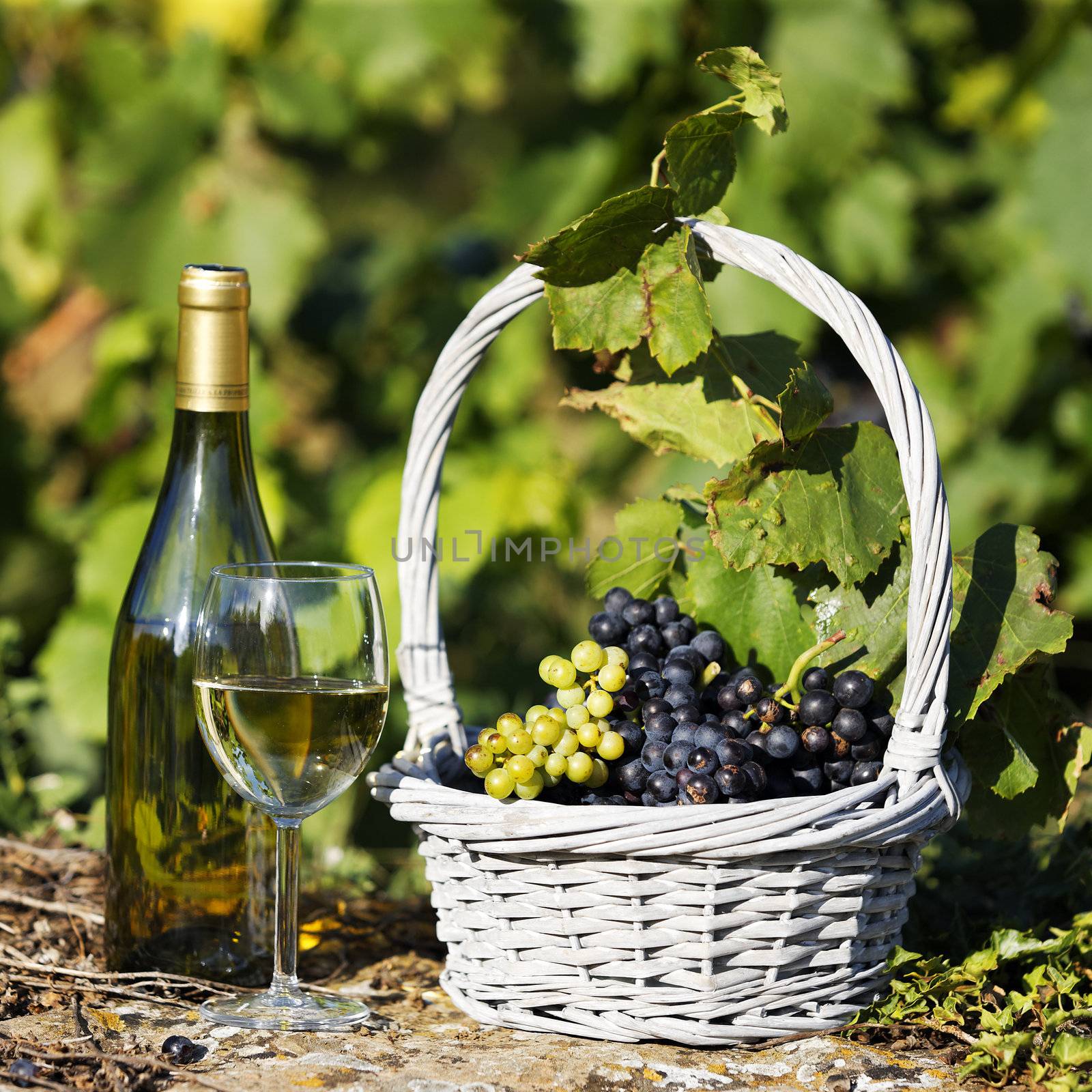 glass and bottle of wine and grappes in basket