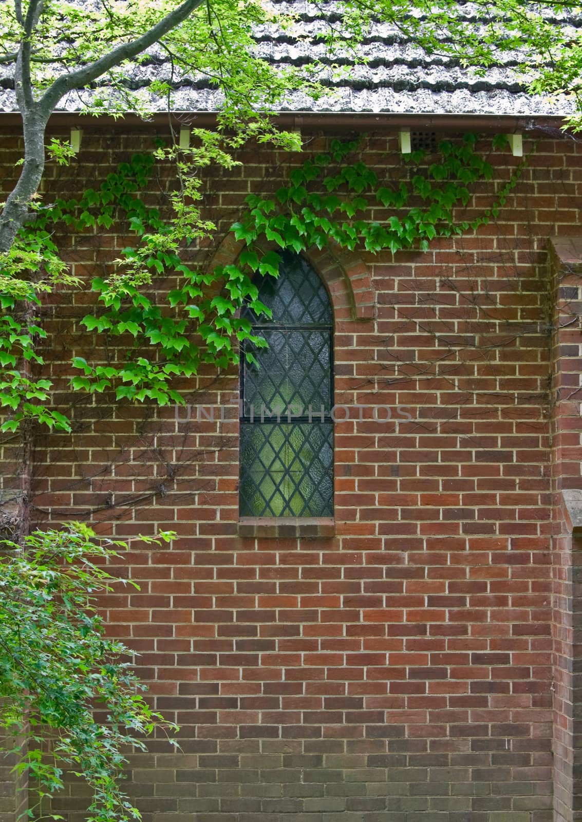 beautiful gostwyck chapel all covered in green spring vines