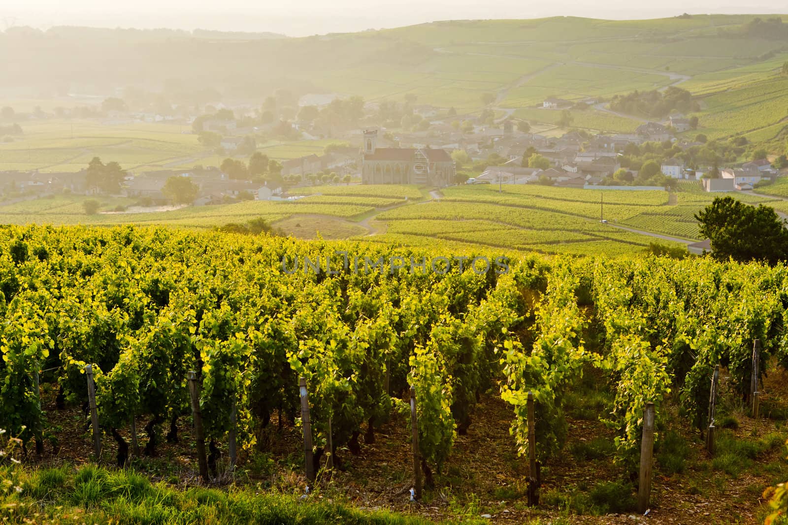 vineyards near Fuisse, Burgundy, France