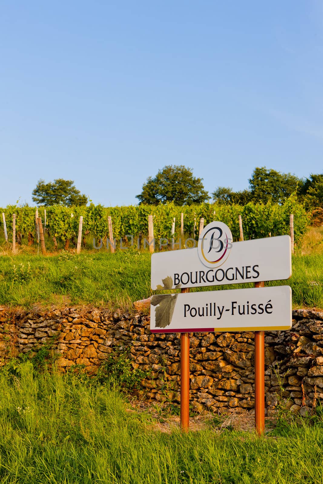 vineyards of Pouilly-Fuisse, Cote Maconnais, Burgundy, France