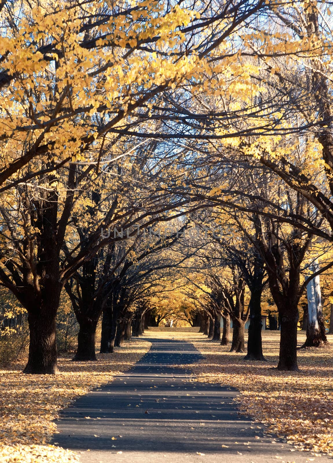 great path through the autumn trees