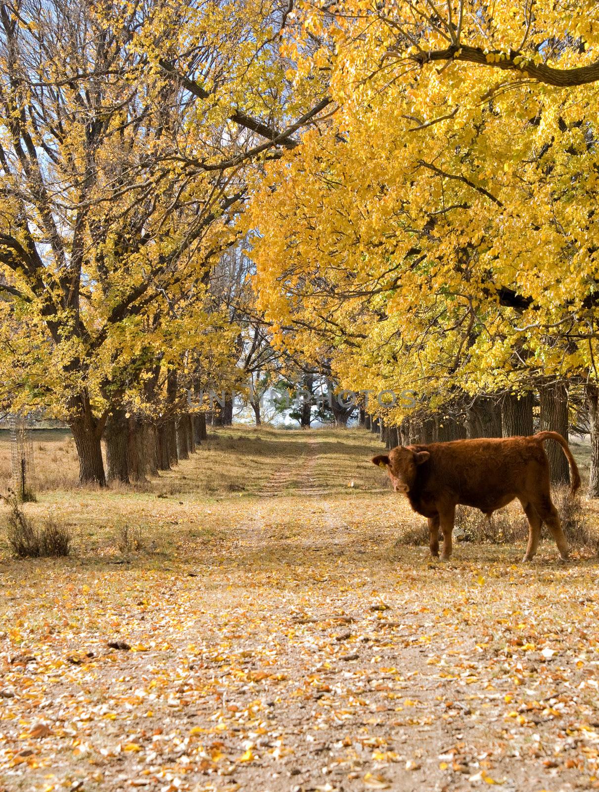 cow in the country road in autumn