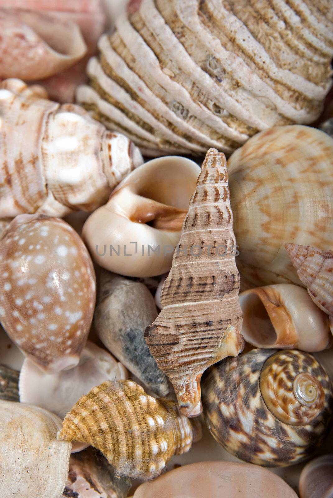 great image of seashells at the beach