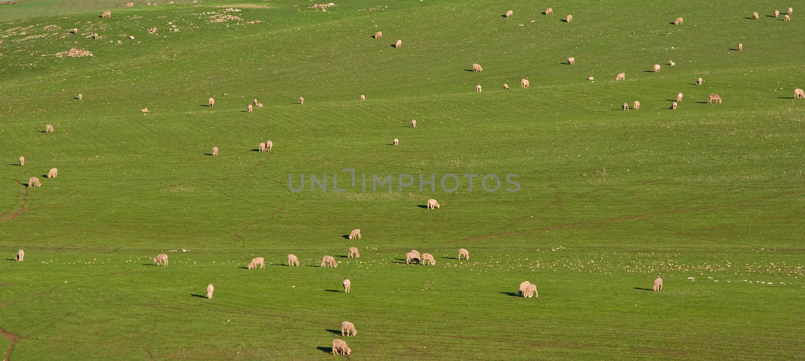 panoramic image of a herd of sheep in beautiful green field