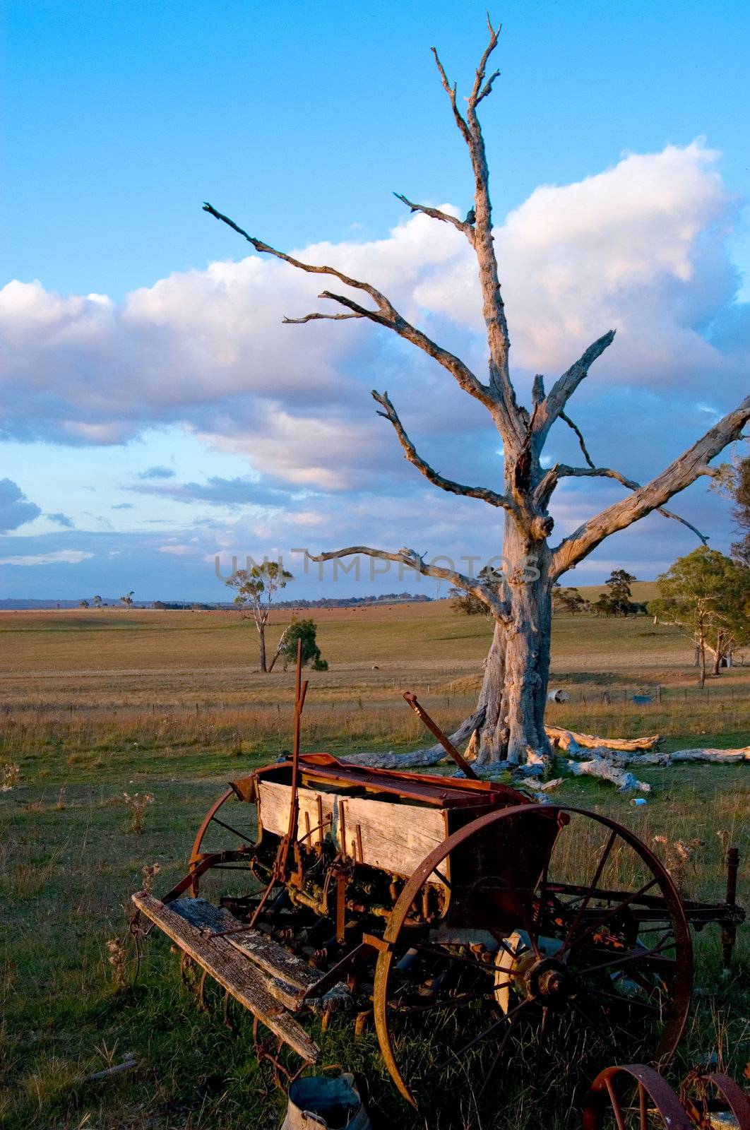 an old farm plow and dead tree in the farm paddock