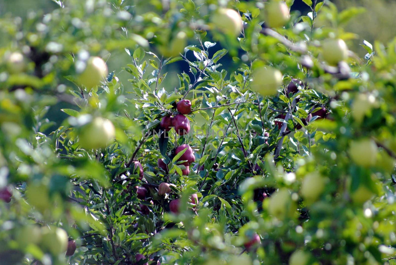 a red apple quality among other golden apple