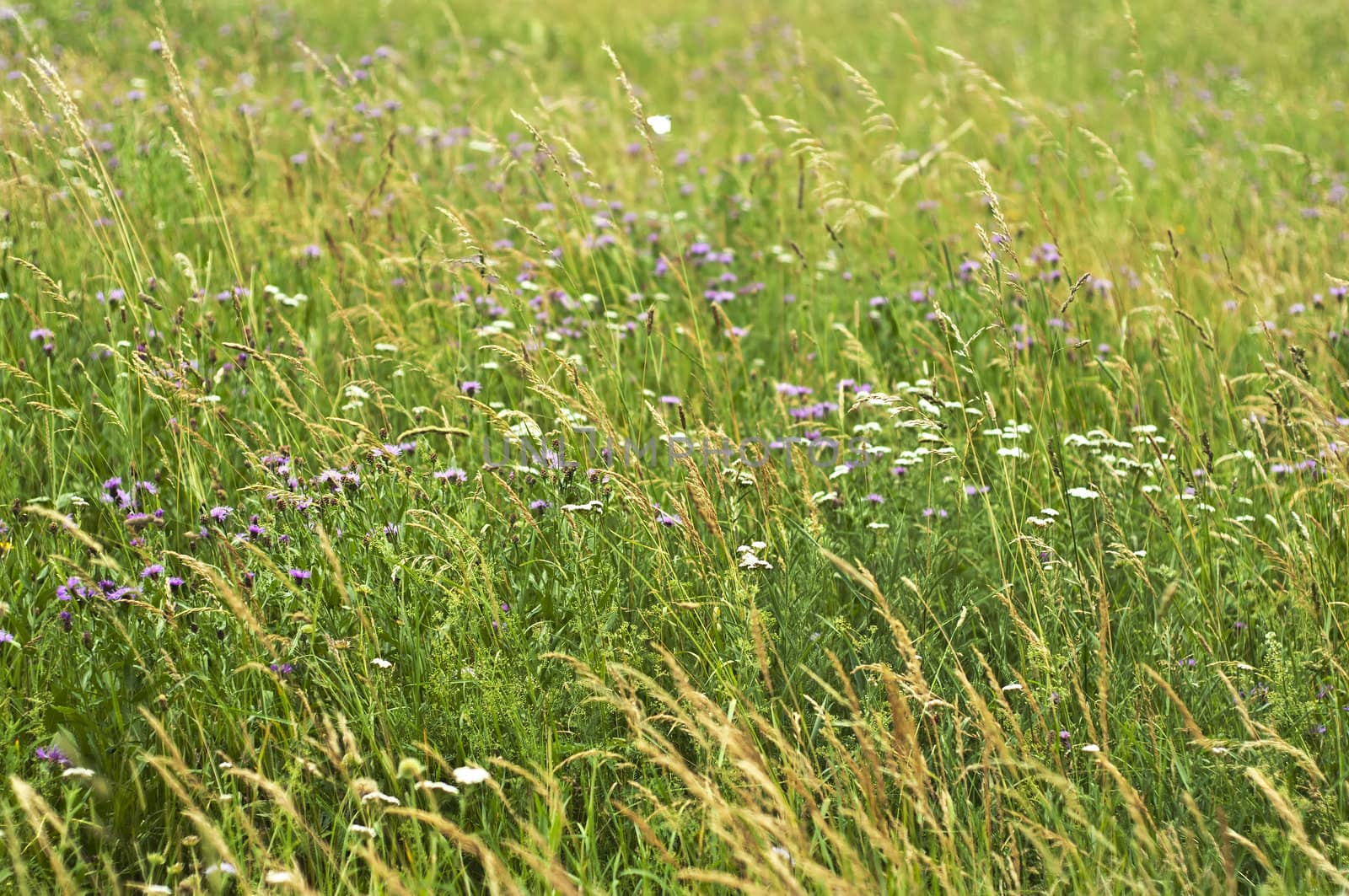 meadow with a lot of colored flowers