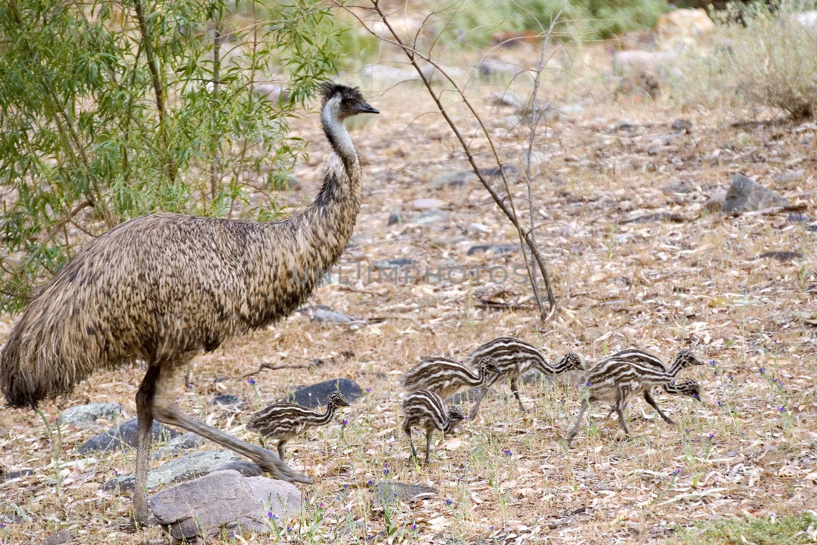 a male emu is walking along with its chicks 