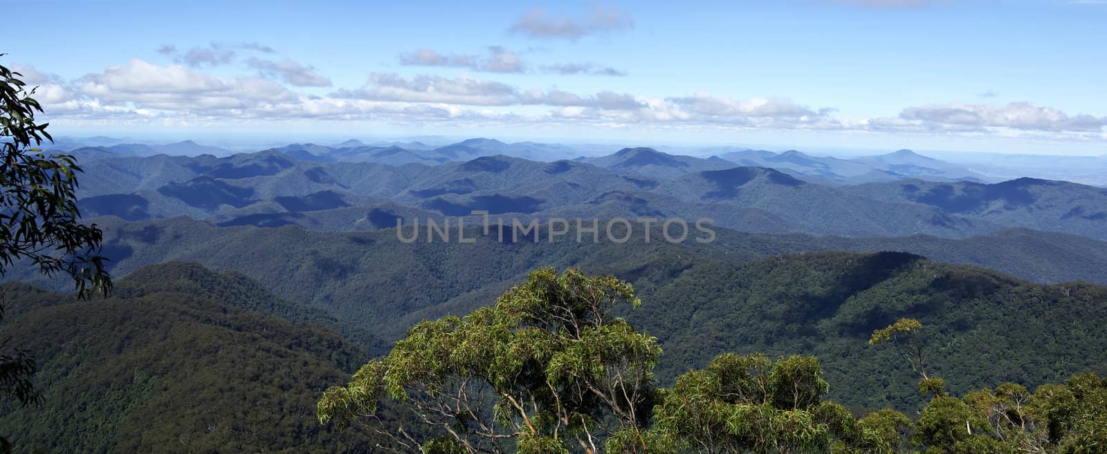 panorama from point lookout looking over the forests and rainforestsof the oxley world heritage area
