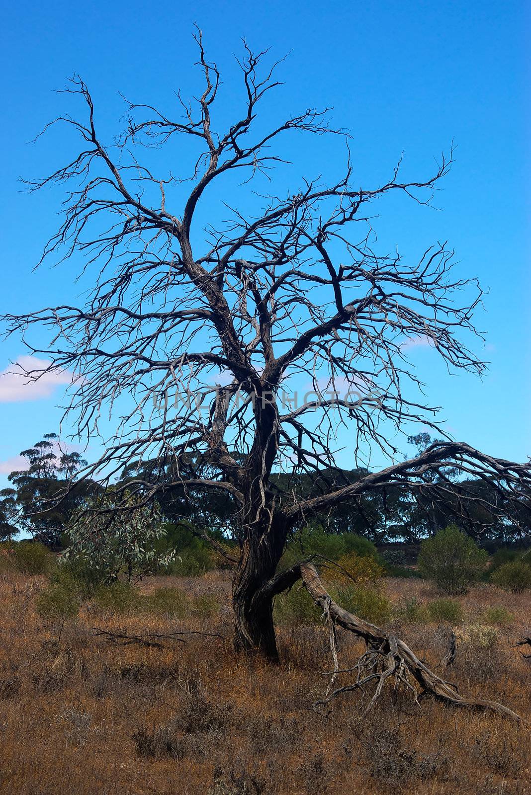 an old dead tree in the middle of a dry paddock