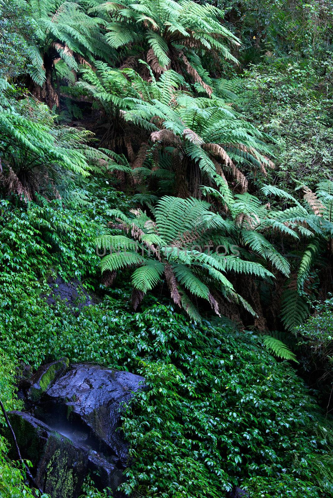 oxley world heritage ferns, plants, rocks and thick rainforest on a wet day