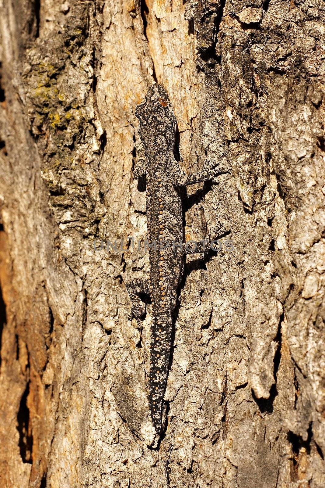 strophurus intermedius gecko showing camouflage ability
