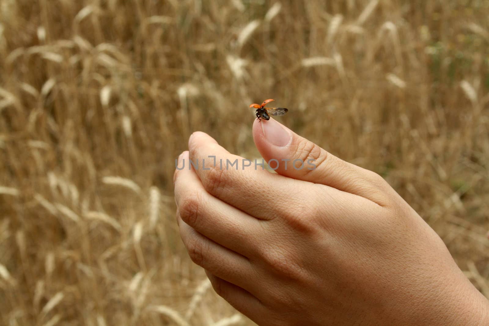 A Ladybird On A Hand by nile
