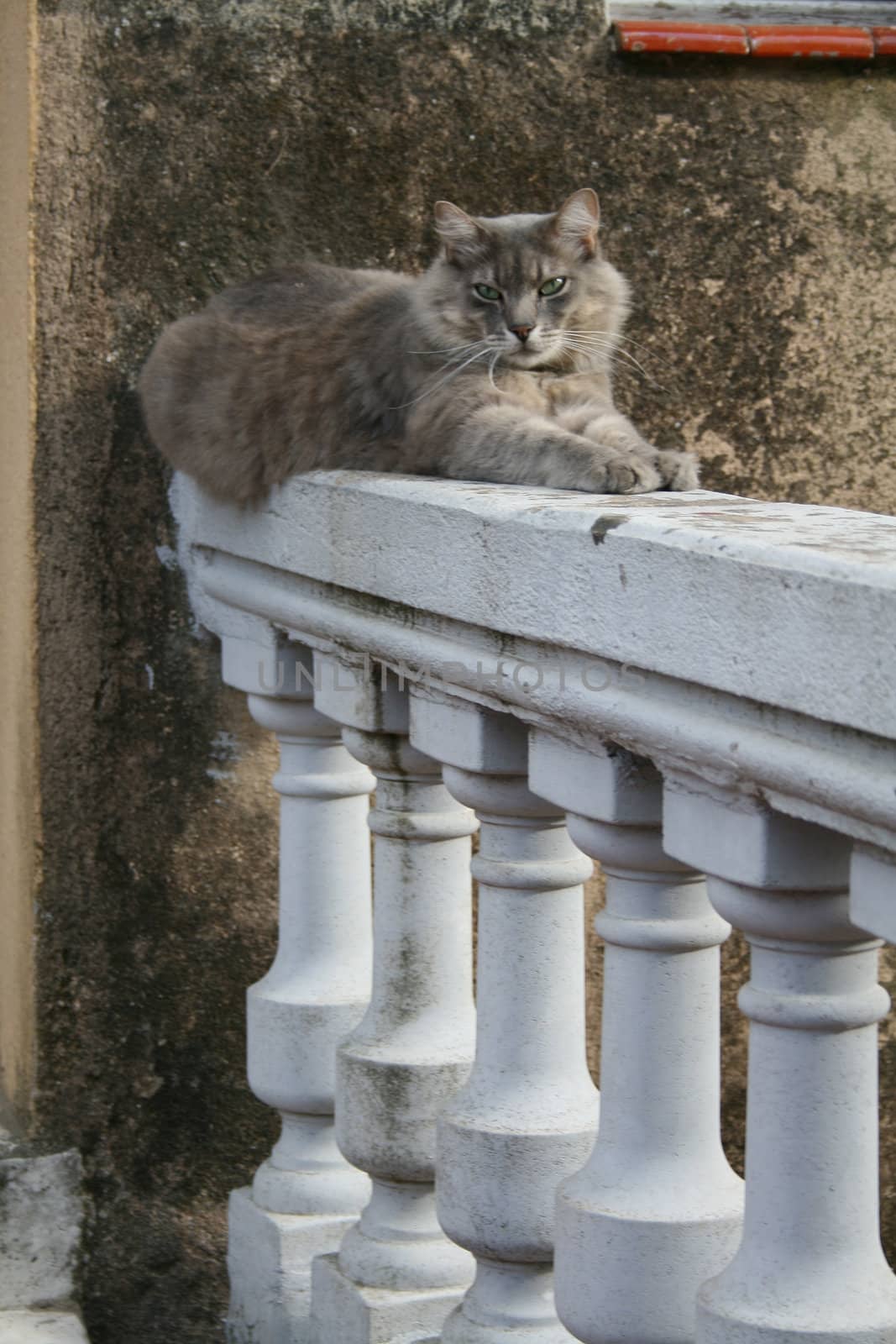 a cat posing on a railing
