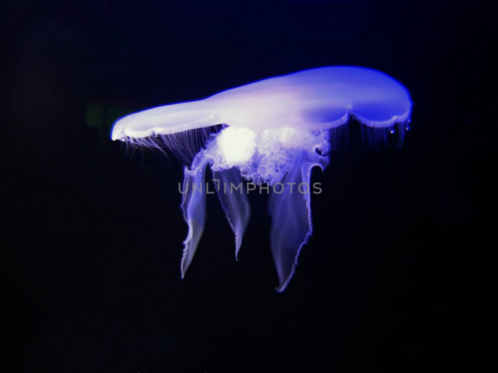 Bioluminescent jellyfish in dark and deep ocean waters