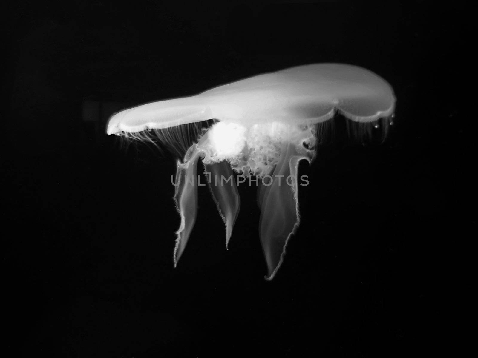 Bioluminescent jellyfish in dark and deep ocean waters