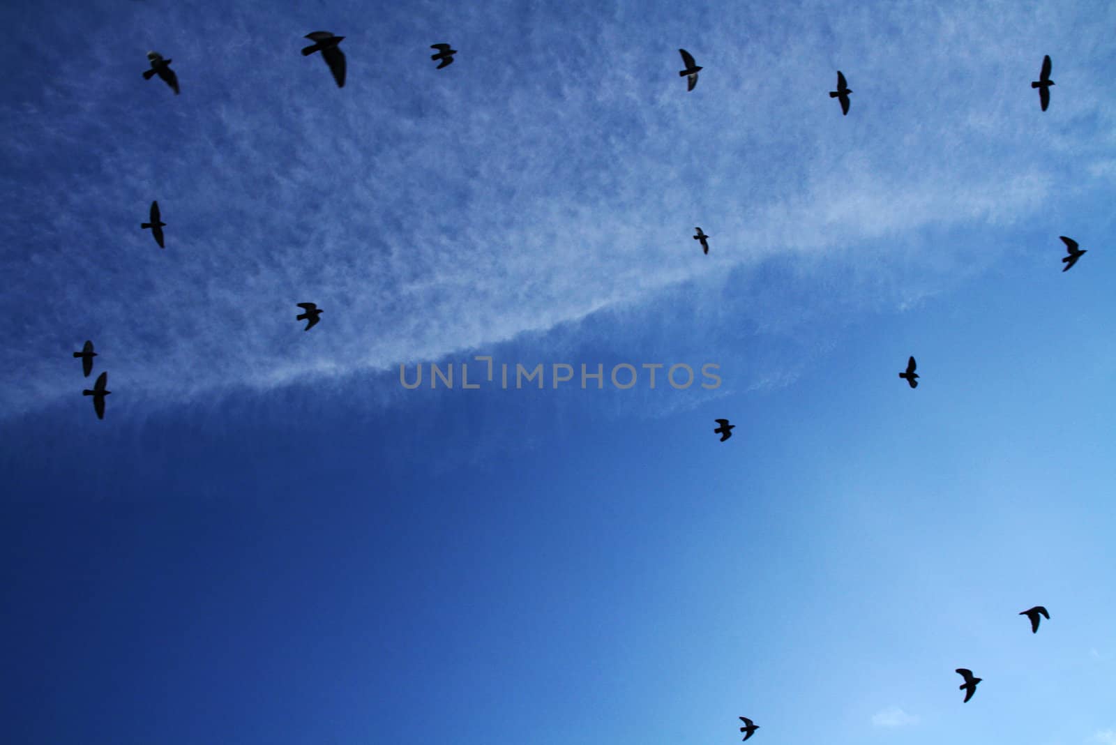 a group of birds flying in a migration trip on a blue sky with a soft cloud.
