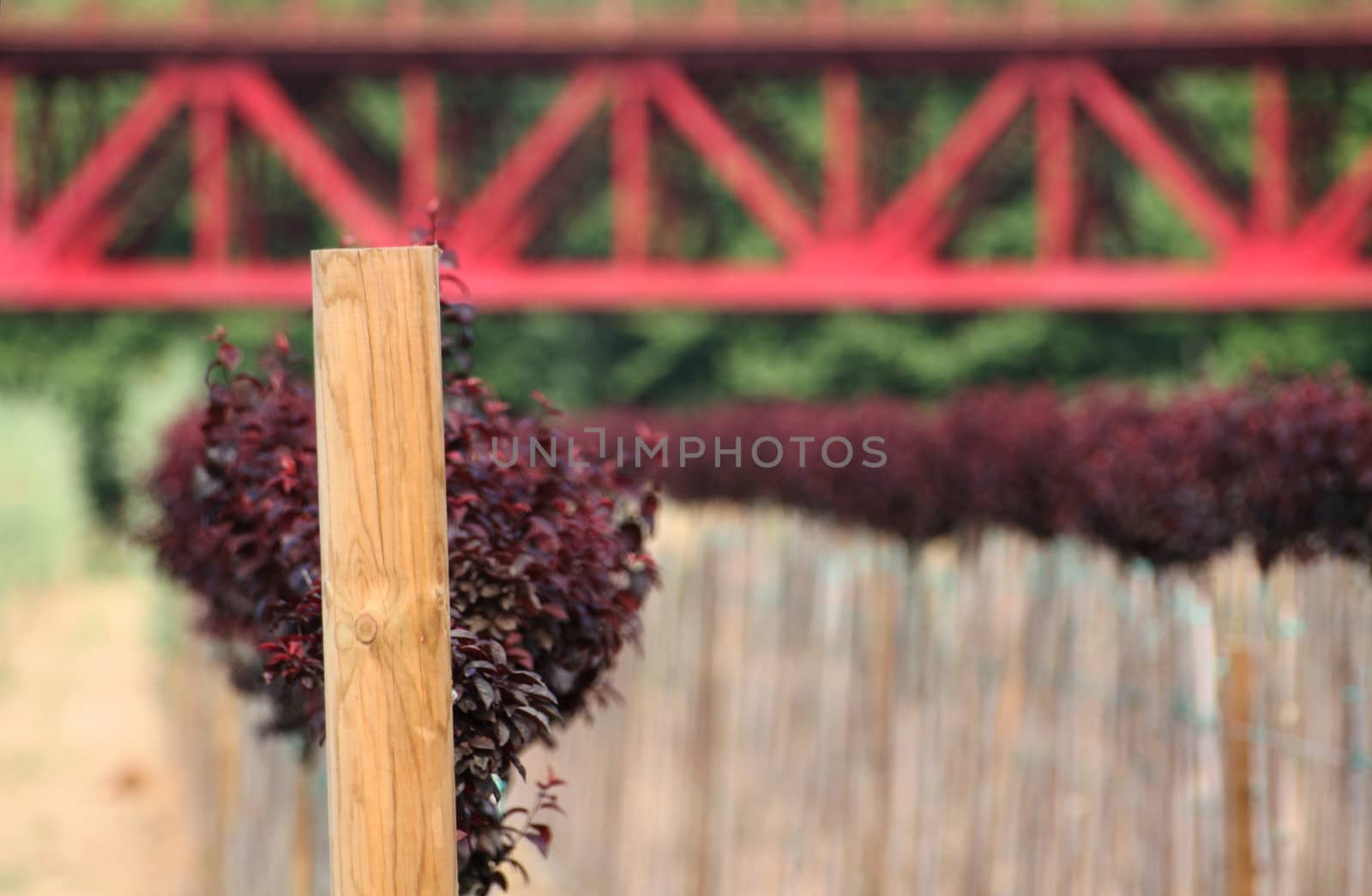 a red plantation with a red bridge on background
