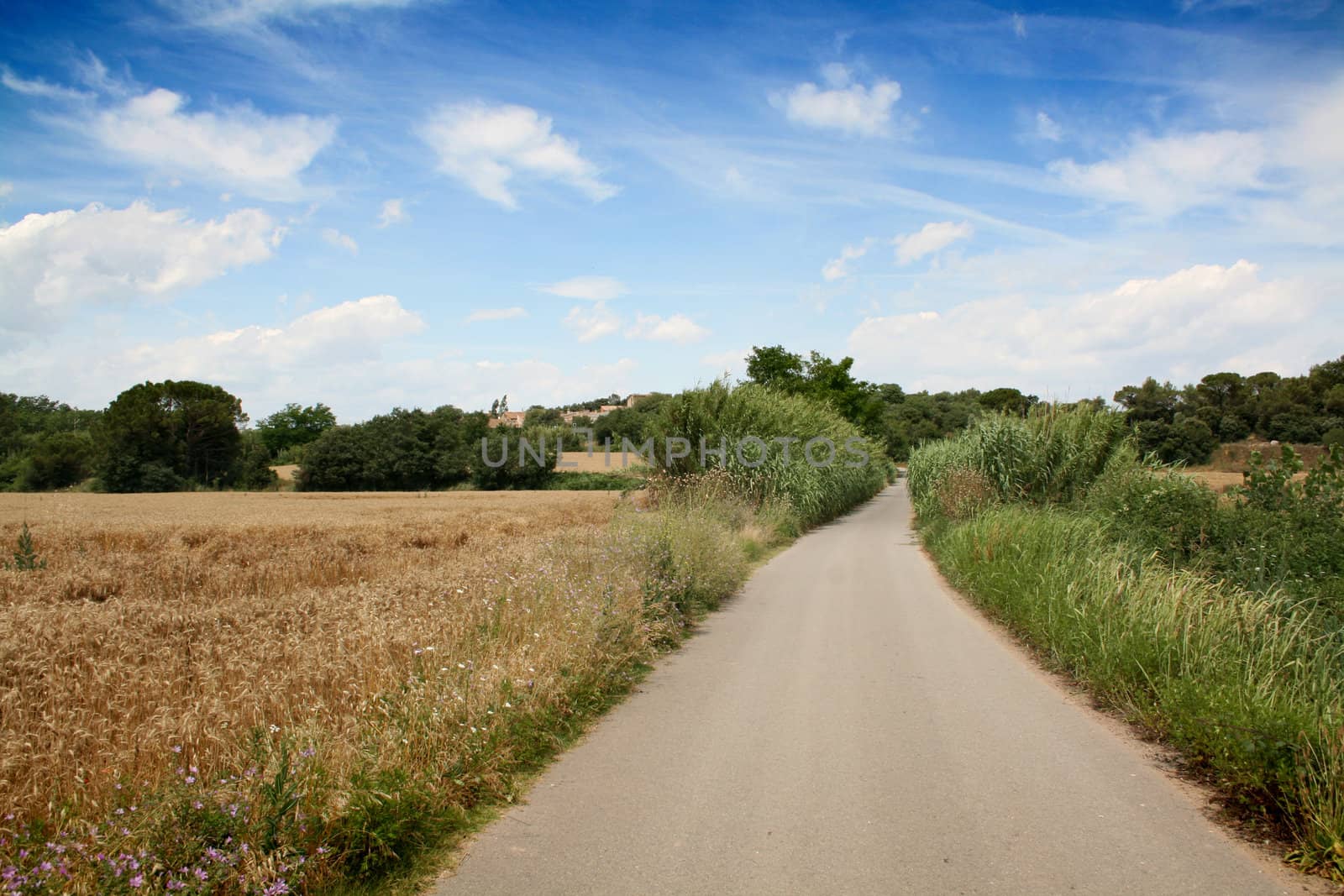 a road and a landscape in summertime. wheat clouds and a town near.
