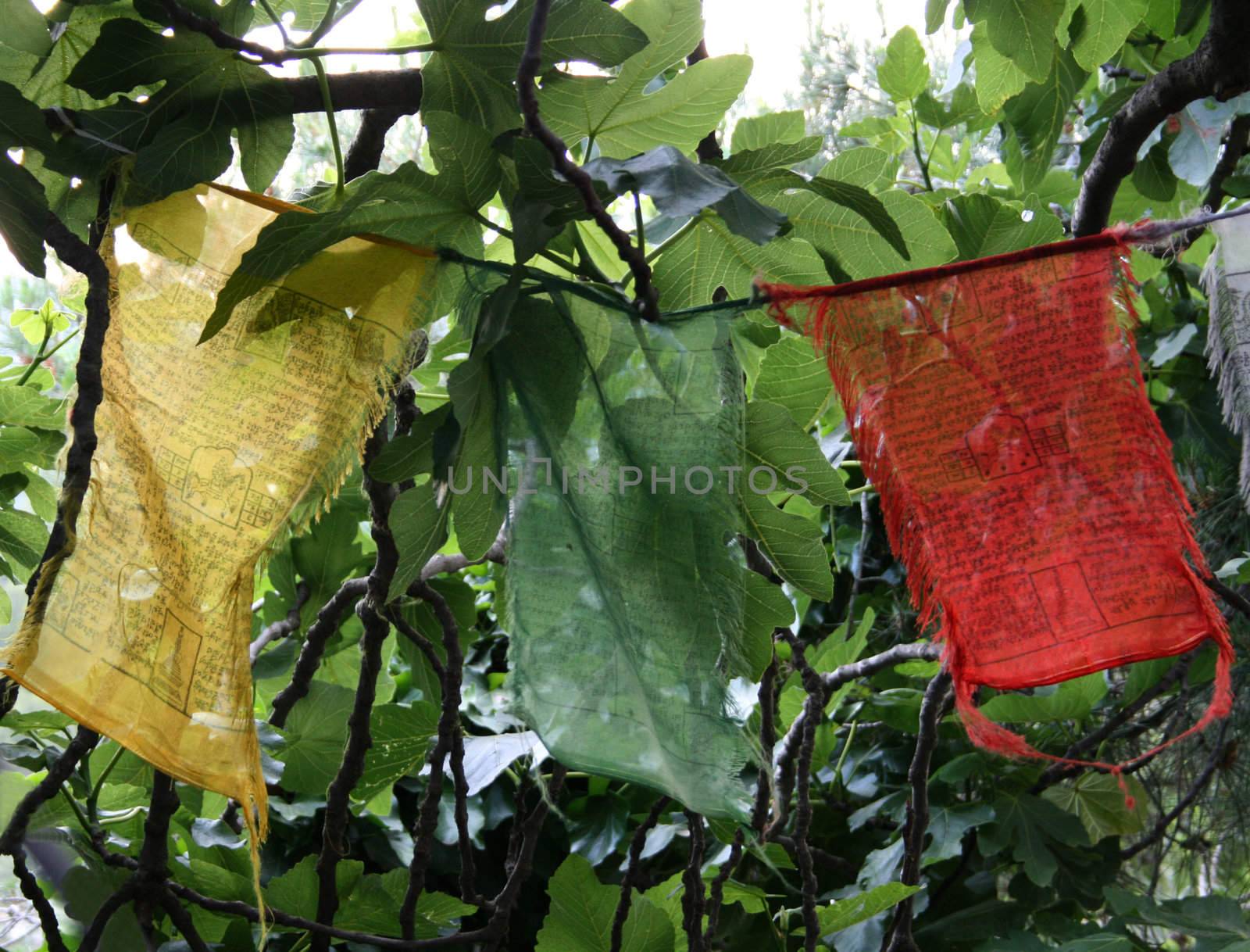 Tibet: buddhist praying flags by nile