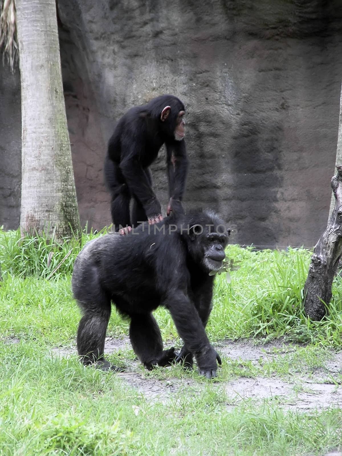 Mother & Child chimpanzees in natural wildlife park, playing games