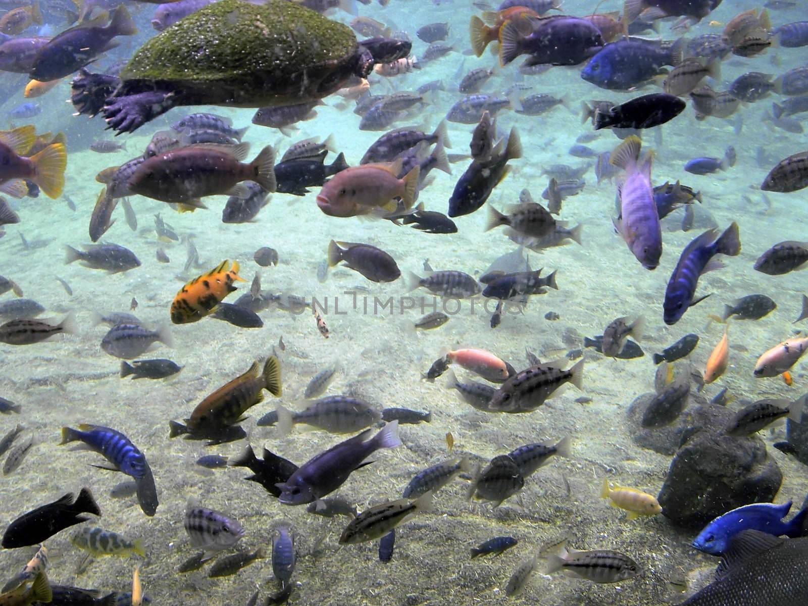 Tropical fish - various tropical fish shot underwater