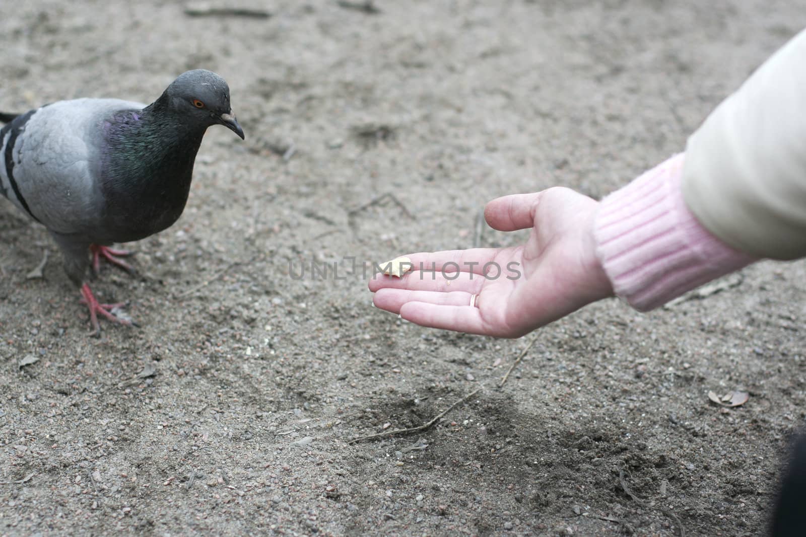 Woman feeding the pigeon from a hands in city park