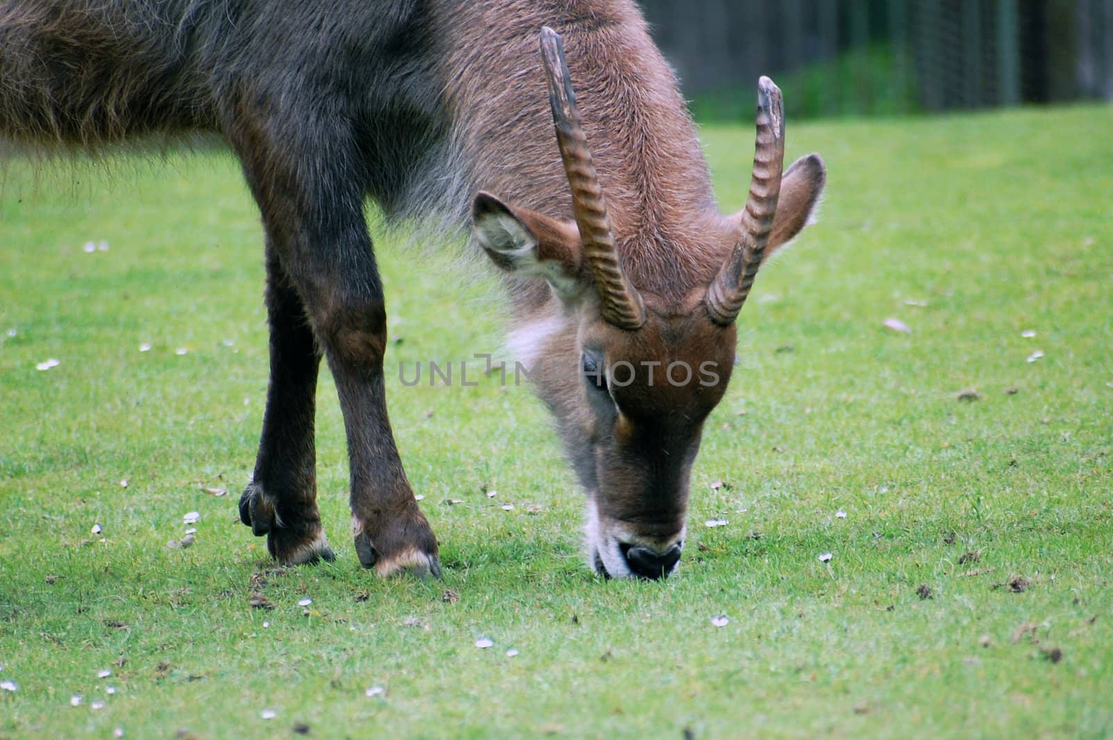 antelope eating green grass