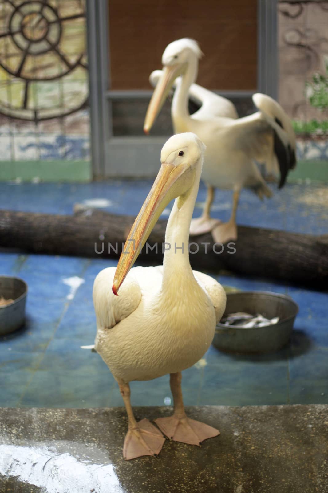 Two pelicans in city zoo