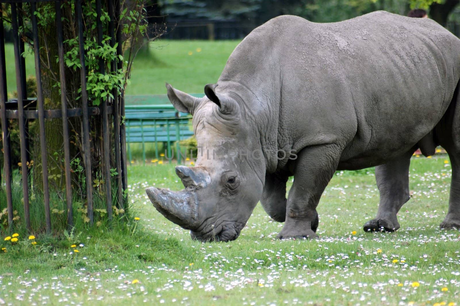 rhinoceros in zoo in Poland