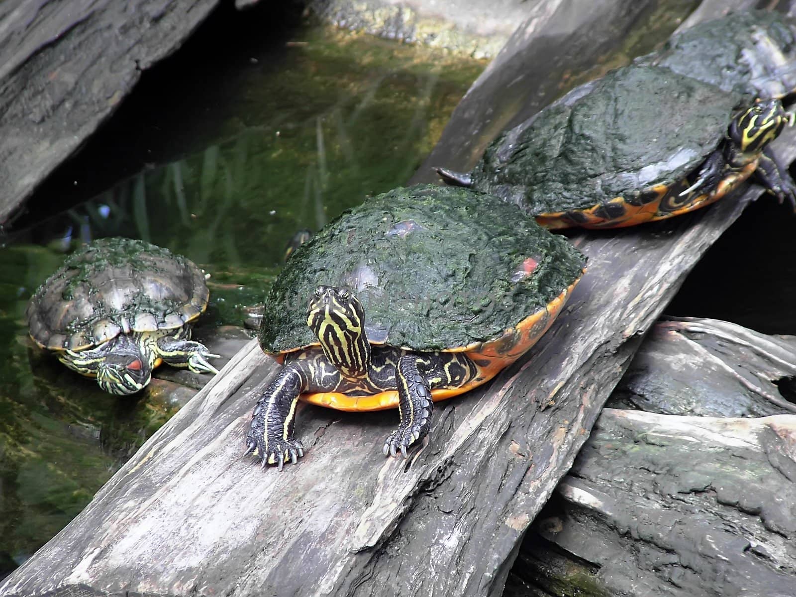 Tortoise Family by PhotoWorks